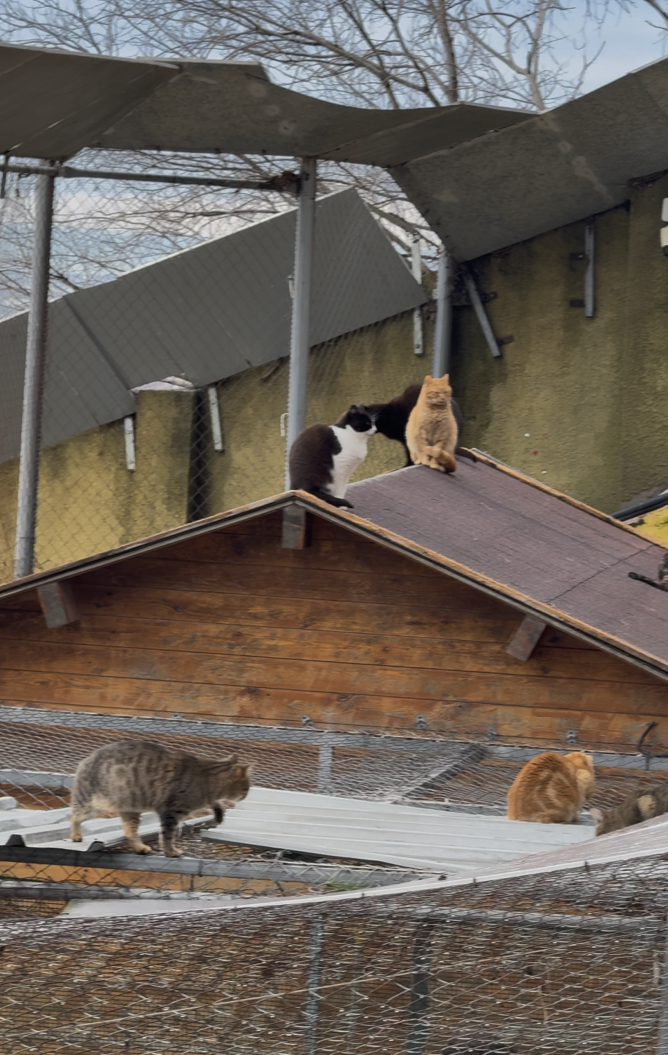 Shelter animals 1